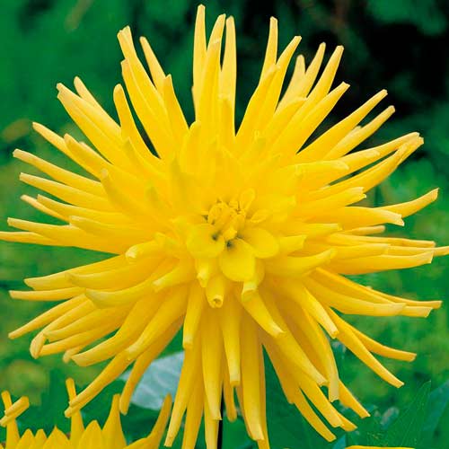 Георгина Йеллоу Стар рисунок 1 артикул 76432