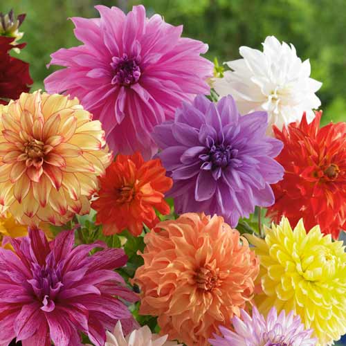 Жоржина Декоративна, мікс зображення 1 артикул 76415