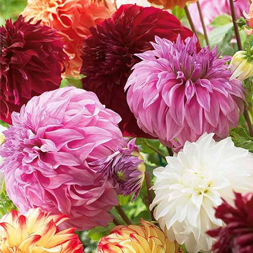 Георгина Гиганты, микс рисунок 1 артикул 76512