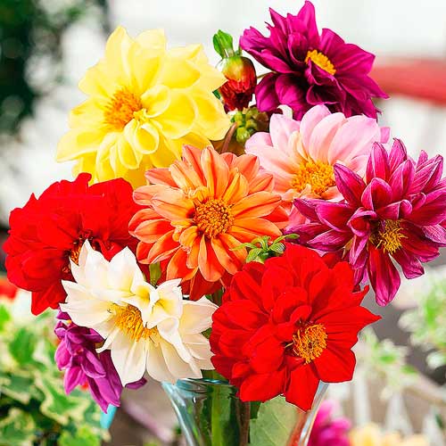 Жоржина Кінг Сайз, мікс зображення 1 артикул 68244