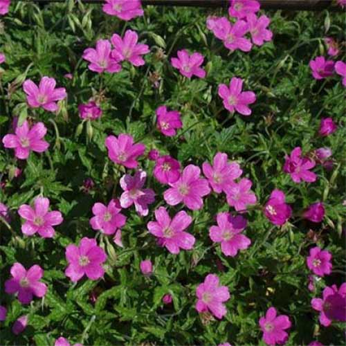 Герань Бехолдерс Ай, цибулини зображення 1 артикул 01326