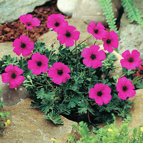 Герань пепельная Сабкулесценс рисунок 1 артикул 70393