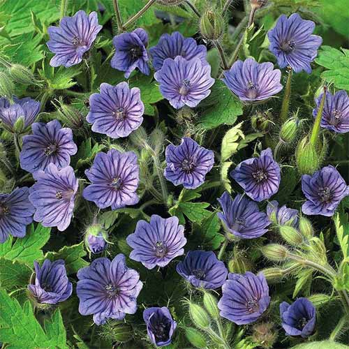 Герань Кашмір Блю зображення 1 артикул 01328