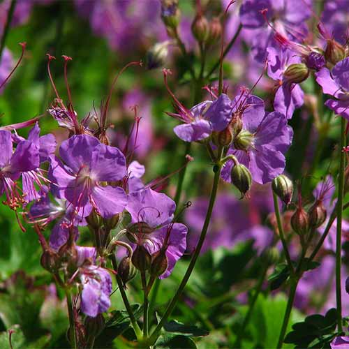 Герань Кембридж рисунок 1 артикул 01329