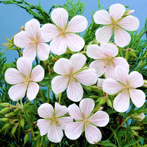 Герань Кларка Кашмір Вайт зображення 1 артикул 68655