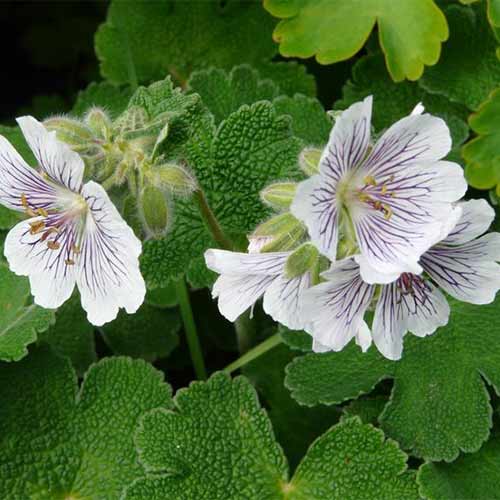 Герань Ренарда артикул фото 1 Герань Ренарда рисунок 1 артикул 01330