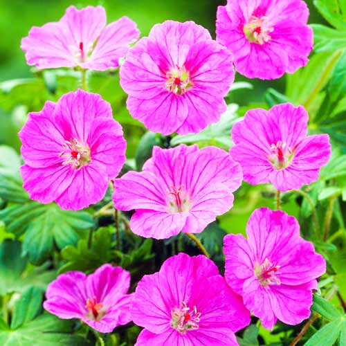 Герань Розеум, цибулини зображення 1 артикул 01331