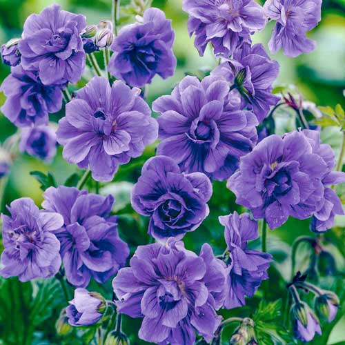 Герань Пленум, цибулини зображення 1 артикул 76241