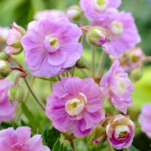 Герань Саммер Скайс, луковицы рисунок 1 артикул 76242