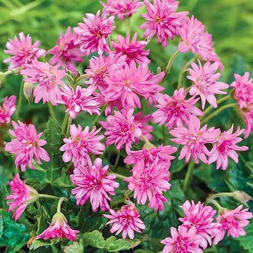 Герань Сауткомб Дабл артикул фото 1 Герань Сауткомб Дабл рисунок 1 артикул 76070