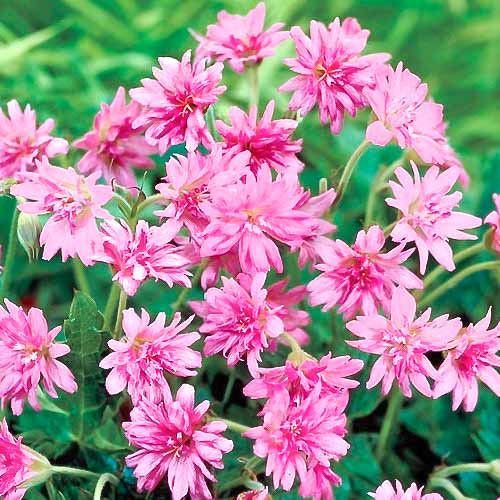 Герань Southcombe Double зображення 1 артикул 70391