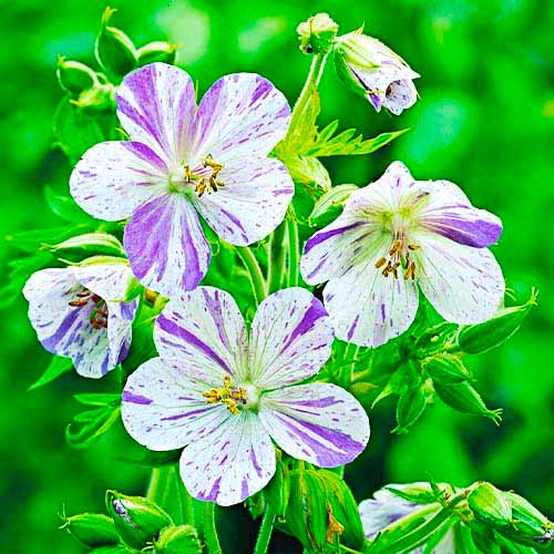 Герань Splish Splash зображення 1 артикул 70392