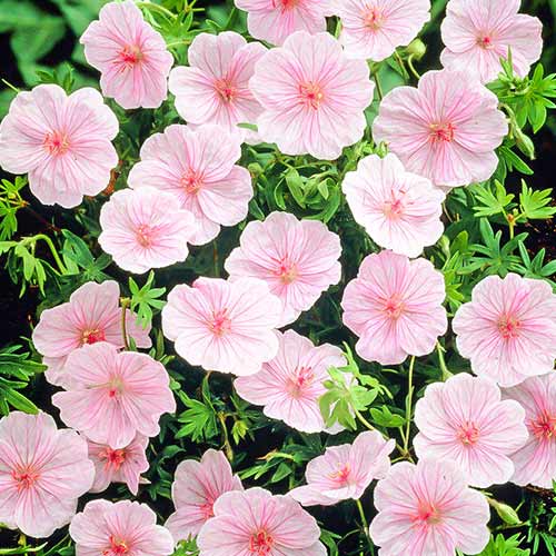 Герань Стриатум, цибулини зображення 1 артикул 76584