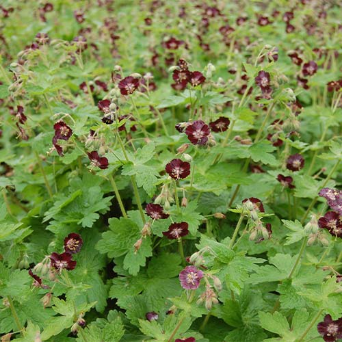 Герань темно-бурая рисунок 1 артикул 01334