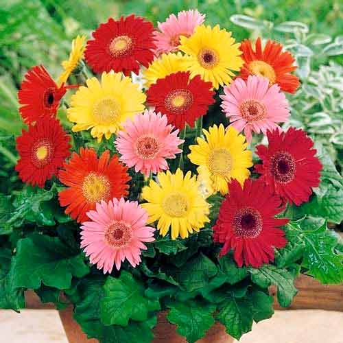 Гербера, суміш забарвлень артикул фото 1 Гербера, суміш забарвлень зображення 1 артикул 66230