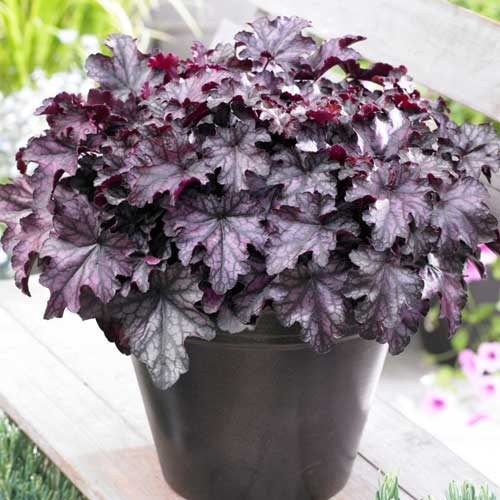 Гейхера Блекберрі Джем зображення 1 артикул 68643