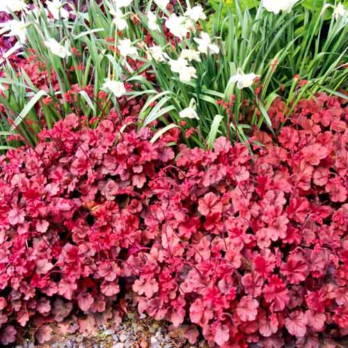 Гейхера Черрі Кола  зображення 1 артикул 68648