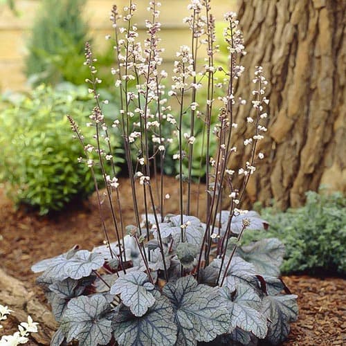 Гейхера Сільвер Скроллс зображення 1 артикул 76274