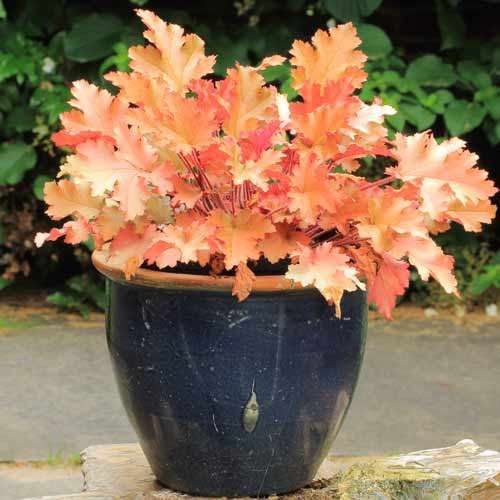 Гейхера Мармелад, саджанці зображення 1 артикул 68647