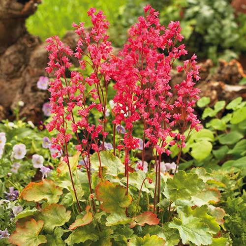 Гейхера Плю де Фо, саженцы рисунок 1 артикул 76559