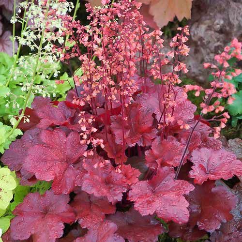 Гейхера Шоколад Раффлс, саджанці зображення 1 артикул 68649