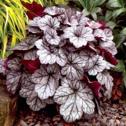 Гейхера Вельвет Найт, саженцы рисунок 1 артикул 68645