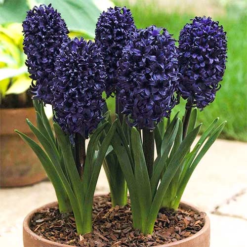 Гиацинт Блю Сапфир рисунок 1 артикул 67358