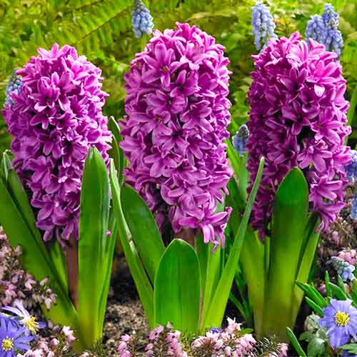 Гіацинт Miss Saigon зображення 1 артикул 67592