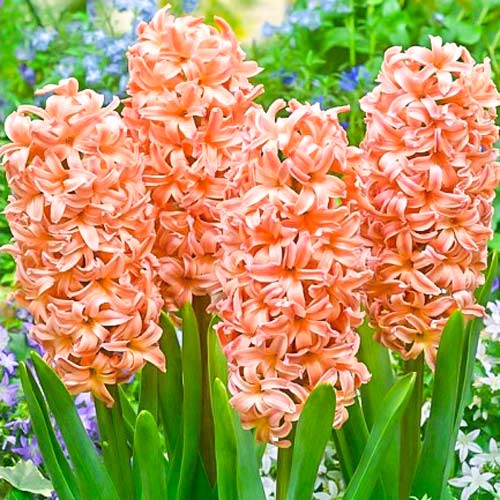 Гіацинт Odysseus зображення 1 артикул 68010