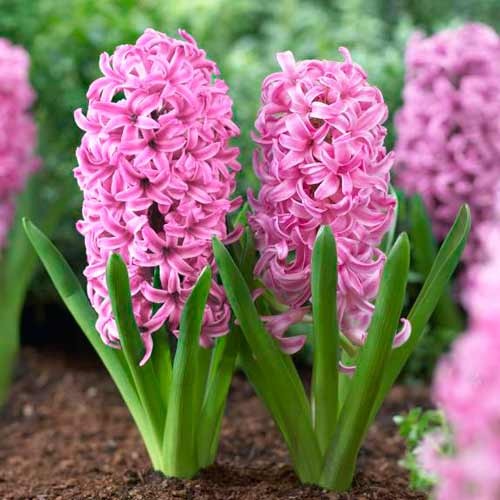 Гіацинт Pink Pearl зображення 1 артикул 67365
