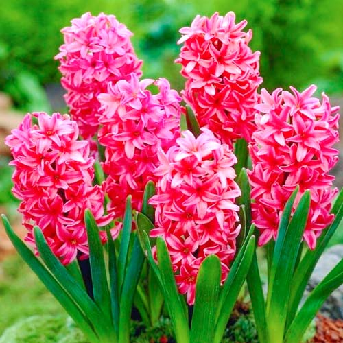 Гиацинт Ред Мэджик рисунок 1 артикул 67593