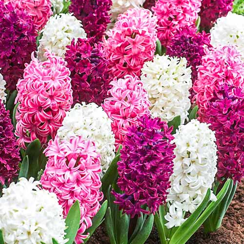 Гіацинт Salsa Duo зображення 1 артикул 68011