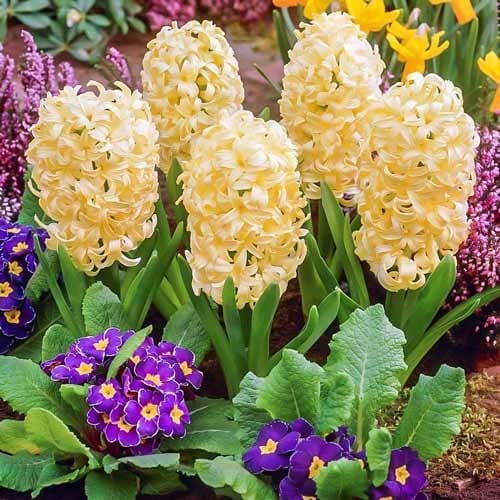 Гиацинт Сити Оф Харлем рисунок 1 артикул 67594