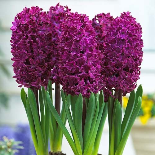 Гіацинт Woodstock зображення 1 артикул 67584