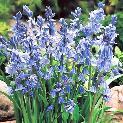 Гиацинтоидес Блю рисунок 1 артикул 67367