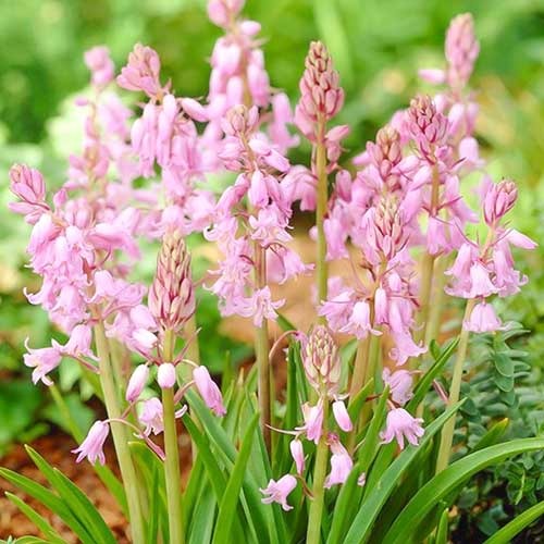 Гіацинтоідес Pink зображення 1 артикул 70208