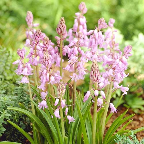 Гіацинтоідес Розеа зображення 1 артикул 67597