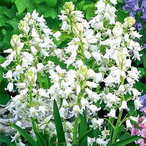 Гіацинтоідес Hisp. White зображення 1 артикул 67370