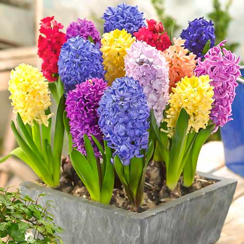 Гиацинты восточные, микс рисунок 1 артикул 68057