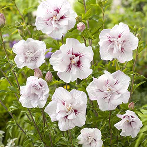 Гибискус Чайна Шифон рисунок 1 артикул 77811