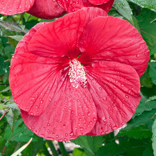 Гибискус Крэнберри Краш рисунок 1 артикул 70415