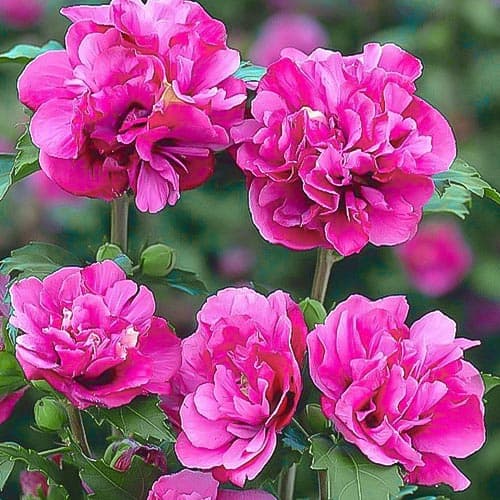 Гибискус сирийский Duc de Brabant рисунок 1 артикул 9021