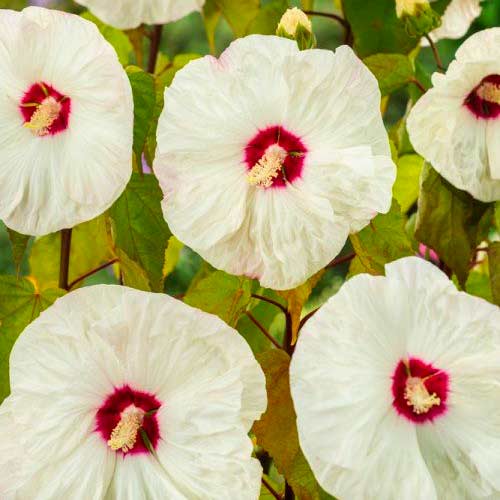 Гибискус Олд Йелла рисунок 1 артикул 70416