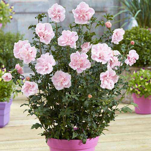 Гібіскус Пінк Шифон зображення 1 артикул 76644