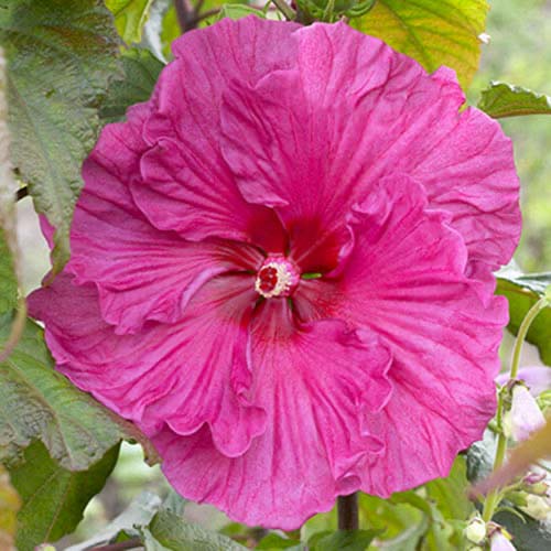 Гибискус Плам Крейзи рисунок 1 артикул 70417