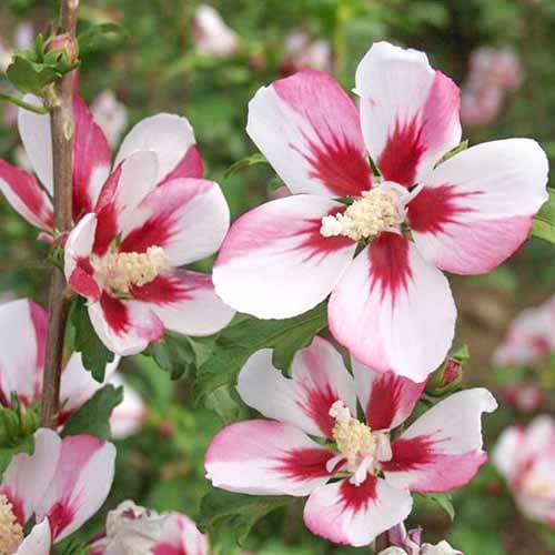 Гибискус сирийский Хамабо рисунок 1 артикул 4045