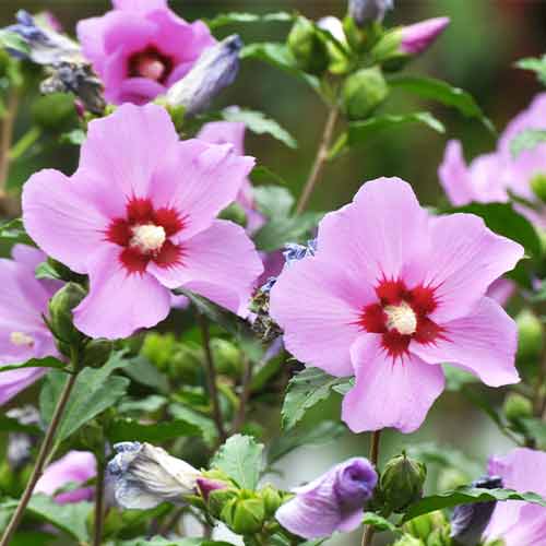 Гибискус сирийский Maike рисунок 1 артикул 9667