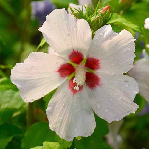 Гібіскус сирійський Матільда зображення 1 артикул 4724