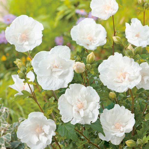 Гібіскус сирійський Вайт Шифон зображення 2 артикул 9519