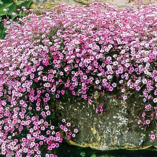 Гипсофила метельчатая Фламинго рисунок 1 артикул 76587